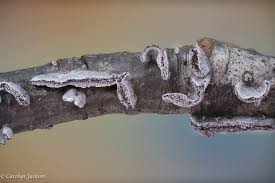 Attēlu rezultāti vaicājumam “Physarum bivalve young”