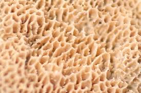 Attēlu rezultāti vaicājumam “Skeletocutis”