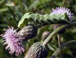 Attēlu rezultāti vaicājumam “Melanchra persicariae larva”