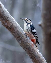 Attēlu rezultāti vaicājumam “Dendrocopos leucotos”