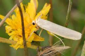 Attēlu rezultāti vaicājumam “Eilema griseola larva”
