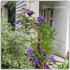 Image result for Glockenrebe