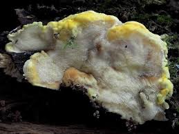 Attēlu rezultāti vaicājumam “Antrodiella serpula”