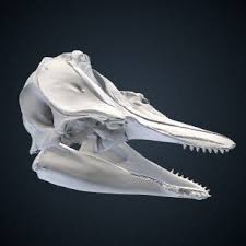 Image result for Globicephala melas