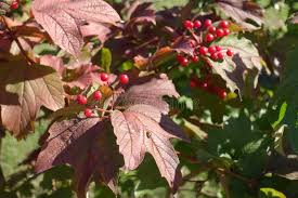 Attēlu rezultāti vaicājumam “Viburnum opulus leaf”