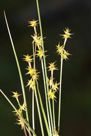 Attēlu rezultāti vaicājumam “Carex echinata”