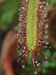 Image result for Drosera