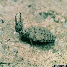 Attēlu rezultāti vaicājumam “Myrmeleontidae”