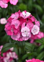 Image result for Dianthus barbatus