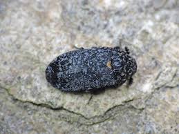 Attēlu rezultāti vaicājumam “Dermestes murinus”