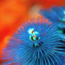 Attēlu rezultāti vaicājumam “Picea abies male flower”