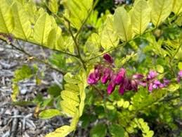 Attēlu rezultāti vaicājumam “Robinia neomexicana”