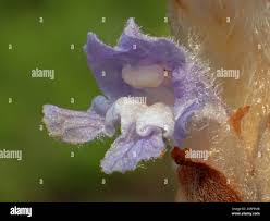 Attēlu rezultāti vaicājumam “Orobanche coerulescens bud”