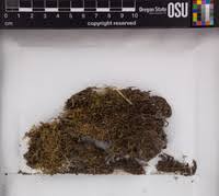 Attēlu rezultāti vaicājumam “Mnium lycopodioides”