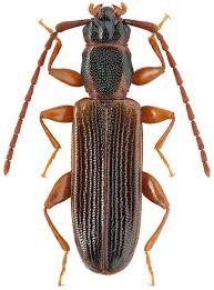 Attēlu rezultāti vaicājumam “Dendrophagus crenatus”