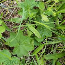 Attēlu rezultāti vaicājumam “Alchemilla subcrenata  flower”