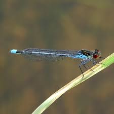 Attēlu rezultāti vaicājumam “Erythromma najas”