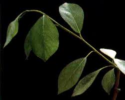 Attēlu rezultāti vaicājumam “Populus simonii leaf”