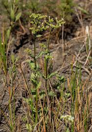 Attēlu rezultāti vaicājumam “Lophozia laxa macro”