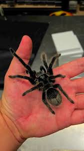 Znalezione obrazy dla zapytania Grammostola grossa