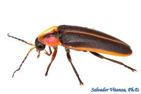 Attēlu rezultāti vaicājumam “Lampyridae”