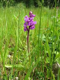 Attēlu rezultāti vaicājumam “Dactylorhiza majalis subsp. baltica bud”