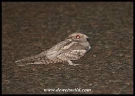 Attēlu rezultāti vaicājumam “Caprimulgus europaeus juvenile”