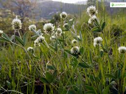 Attēlu rezultāti vaicājumam “Trifolium montanum fruit”