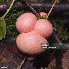 Attēlu rezultāti vaicājumam “Lycogala epidendrum s.str. macro”