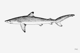 Image result for Carcharhinus falciformis
