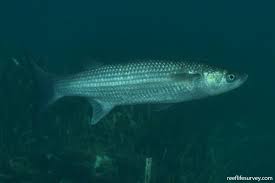 Image result for Chelon labrosus