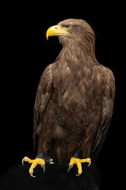 Attēlu rezultāti vaicājumam “Haliaeetus albicilla”