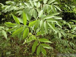 Attēlu rezultāti vaicājumam “Sambucus nigra leaf”