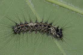 Attēlu rezultāti vaicājumam “Lymantria monacha imago”