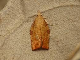 Attēlu rezultāti vaicājumam “Pandemis corylana”