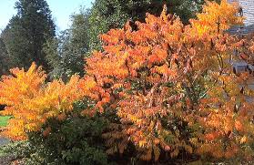 Attēlu rezultāti vaicājumam “Rhus typhina leaf”