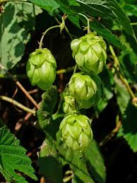 Attēlu rezultāti vaicājumam “Humulus lupulus”