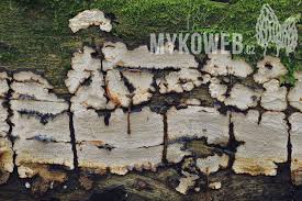 Attēlu rezultāti vaicājumam “Cystostereum murrayi”