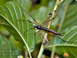 Attēlu rezultāti vaicājumam “Dictenidia bimaculata”