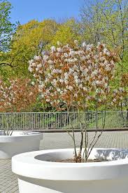 Attēlu rezultāti vaicājumam “Amelanchier canadensis”