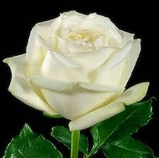 Image result for White Rose Polo Club