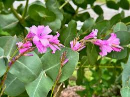 Attēlu rezultāti vaicājumam “Diderma rufostriatum sessile”