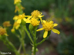 Attēlu rezultāti vaicājumam “Saussurea esthonica flower”