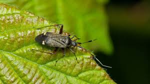 Attēlu rezultāti vaicājumam “Closterotomus biclavatus imago”