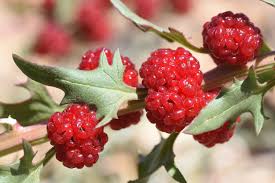 Attēlu rezultāti vaicājumam “Chenopodium foliosum fruit”