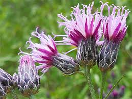 Attēlu rezultāti vaicājumam “Serratula tinctoria flower”