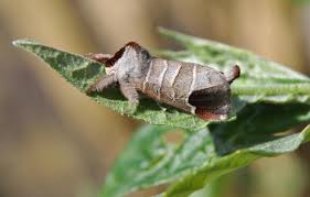 Attēlu rezultāti vaicājumam “Clostera curtula”