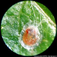 Attēlu rezultāti vaicājumam “Cydia pomonella”