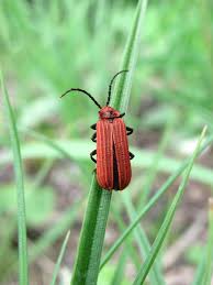 Attēlu rezultāti vaicājumam “Lopheros rubens”