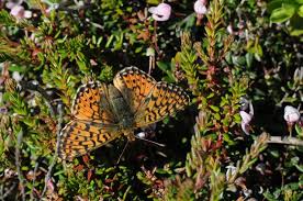 Attēlu rezultāti vaicājumam “Boloria aquilonaris”